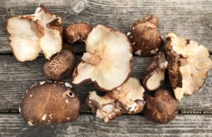 Vantastival Generation Hour with Indaver mushrooms